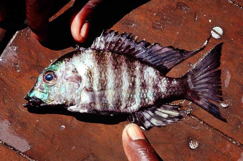 Lethrinops sp. 'christyi fort maguire' Ntekete